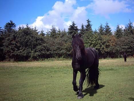 Frieser Jetse - 060805 billede 2