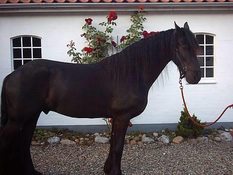 Frieser Jetse billede 3