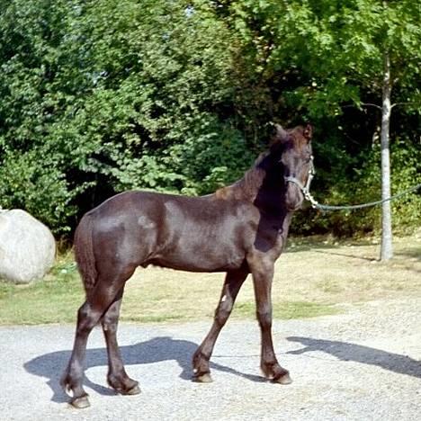 Frieser Jetse - o8o8o3 billede 4