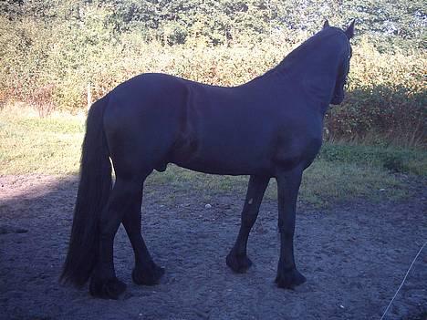 Frieser Jetse - 060805 billede 5