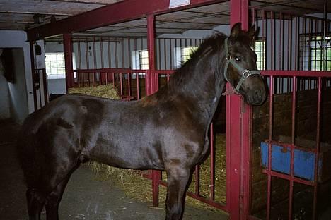 Frieser Jetse - 080803 billede 6