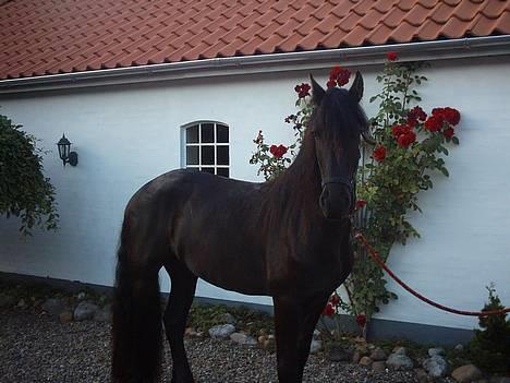 Frieser Jetse - 200905 billede 7