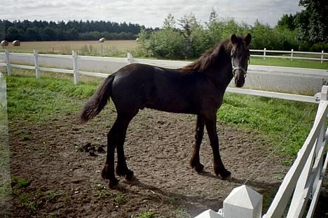 Frieser Jetse - 080803 billede 9