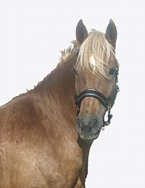 New Forest Labbenhus Peter Pan solgt billede 8
