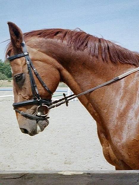 Hannoveraner Gesine - Et dejligt billede af vores smukke hest billede 1