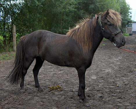Islænder Kolfaxi frá Skiveren - "UUUhhhh så farligt!" 05 billede 8