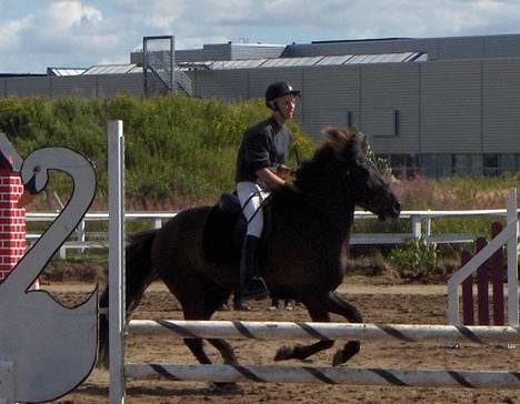 Islænder Kolfaxi frá Skiveren - Fuld galop på springbanen! billede 9