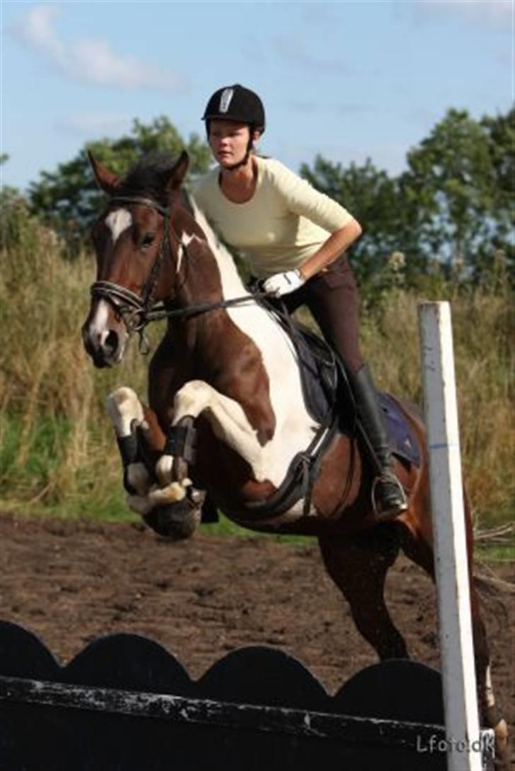 Pinto Indiana Rose #solgt# - Babyen springer billede 1