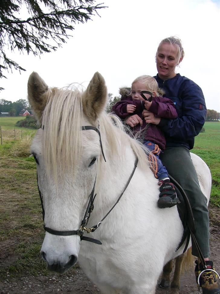 Islænder Hekla frà fjalli,Skaga... - her hører jeg at min ejer kommer  billede 1