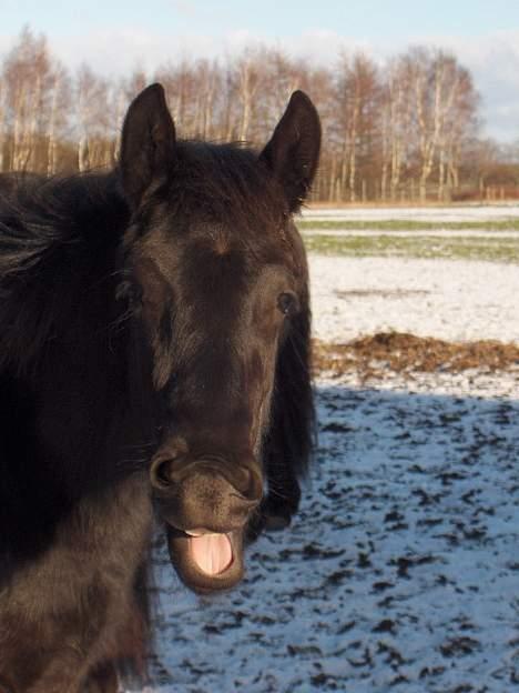 Frieser Mazandra von Ingermarien - Pyha, det er hårdt at være føl billede 2