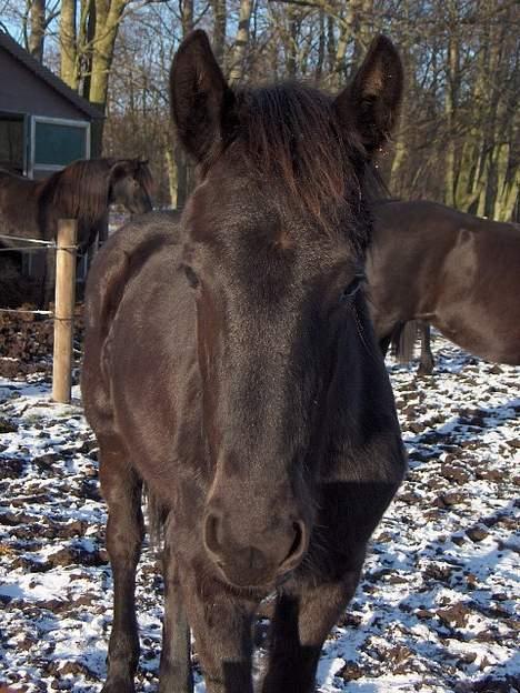 Frieser Mazandra von Ingermarien - Lille Mazandra i sneen billede 3