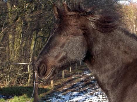 Frieser Jewaline billede 1