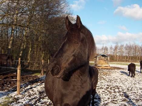 Frieser Jewaline - Jewaline har fået øje på noget spændene billede 2