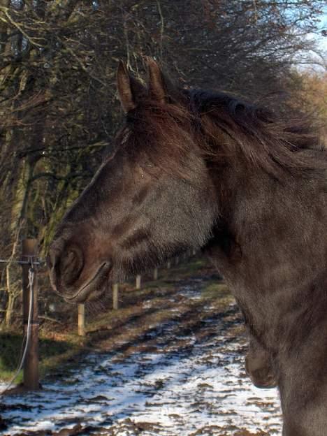 Frieser Jewaline - Jewaline med vinden i håret billede 3