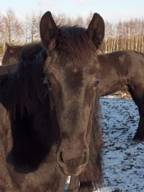 Frieser Jewaline - Hendes føl fra 2004, Mazandra billede 5