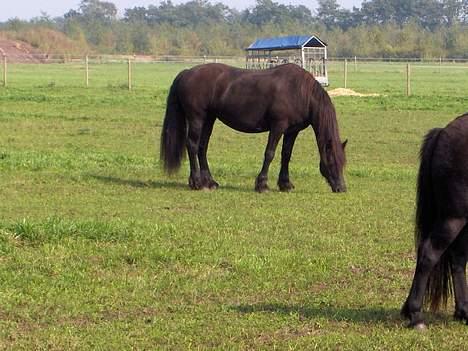 Frieser Jewaline - Jewaline i August 2004 billede 6