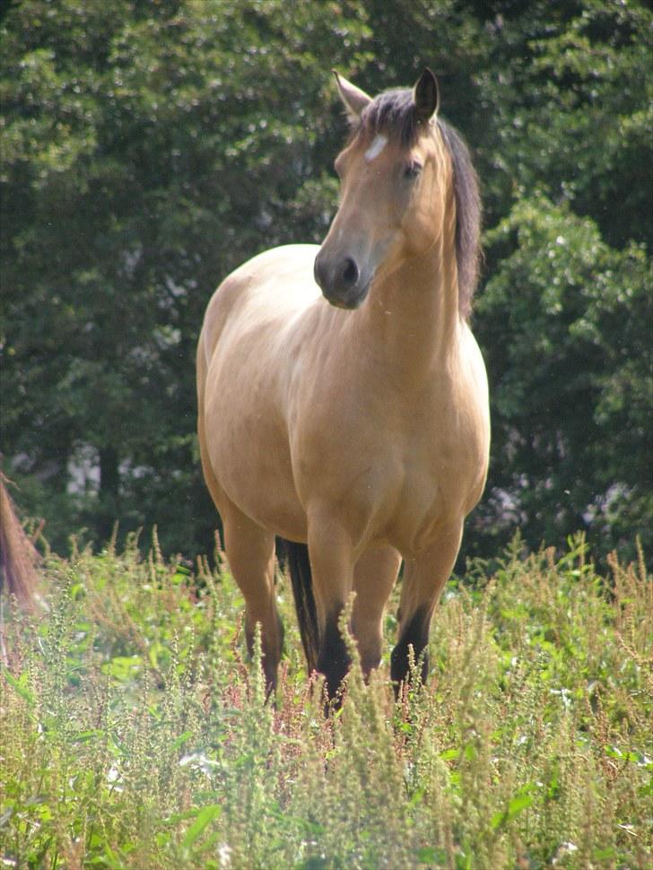 Connemara BREDEMADGÅRDS AICHA billede 2