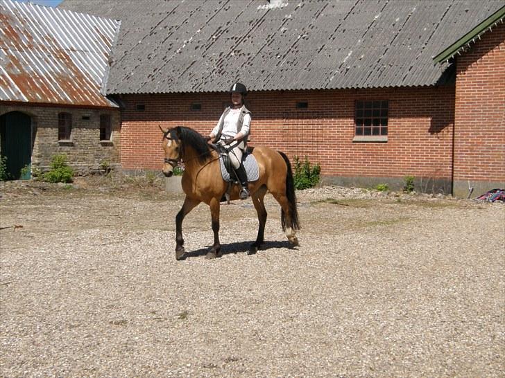 Connemara BREDEMADGÅRDS AICHA billede 3