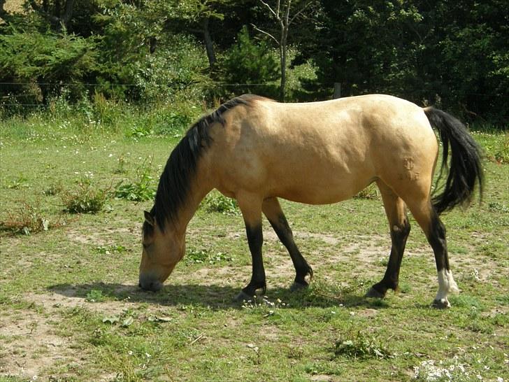 Connemara BREDEMADGÅRDS AICHA billede 4