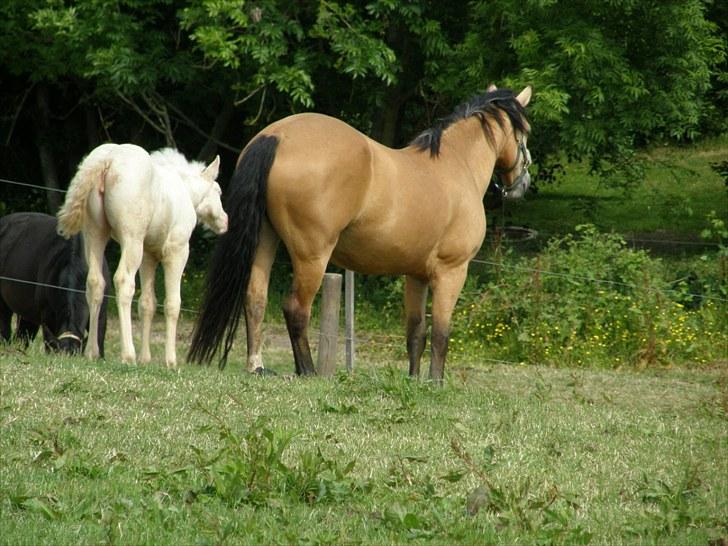 Connemara BREDEMADGÅRDS AICHA billede 5