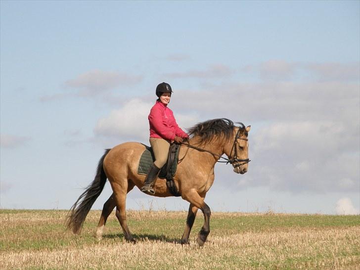 Connemara BREDEMADGÅRDS AICHA billede 6