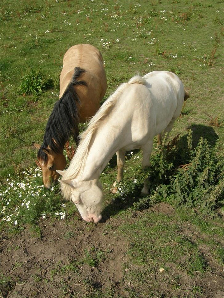 Connemara BREDEMADGÅRDS AICHA billede 7