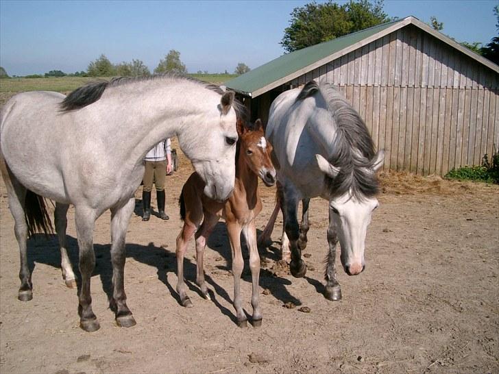 Connemara Bredemadgaards Astaldo billede 6