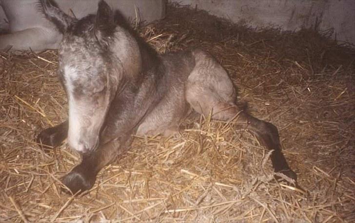 Connemara HYLDENS PRIMULA billede 19