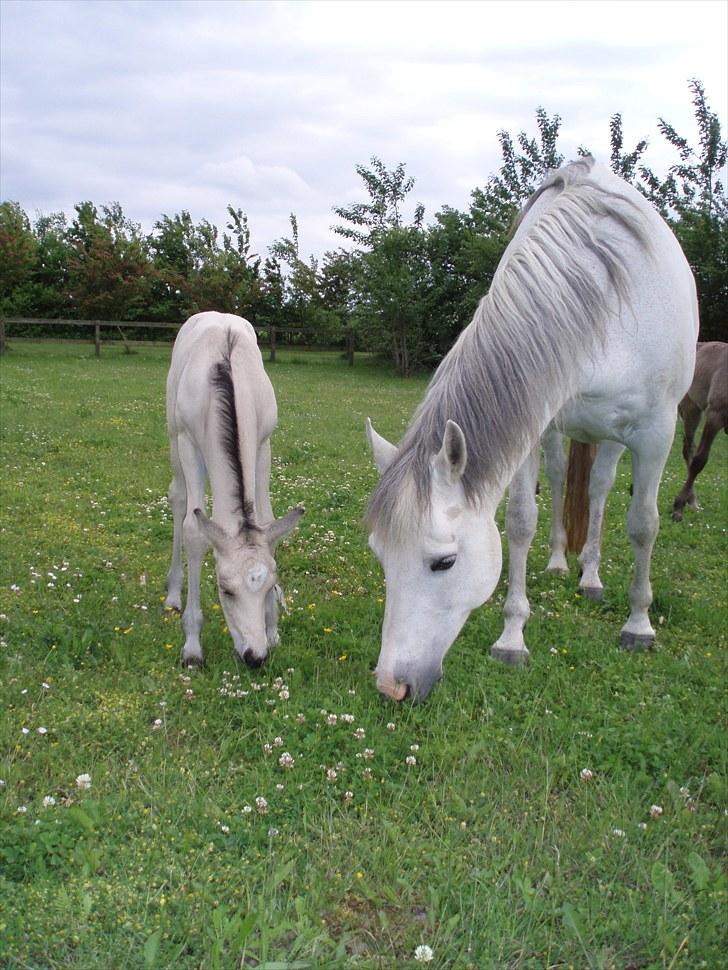 Connemara HYLDENS PRIMULA billede 21
