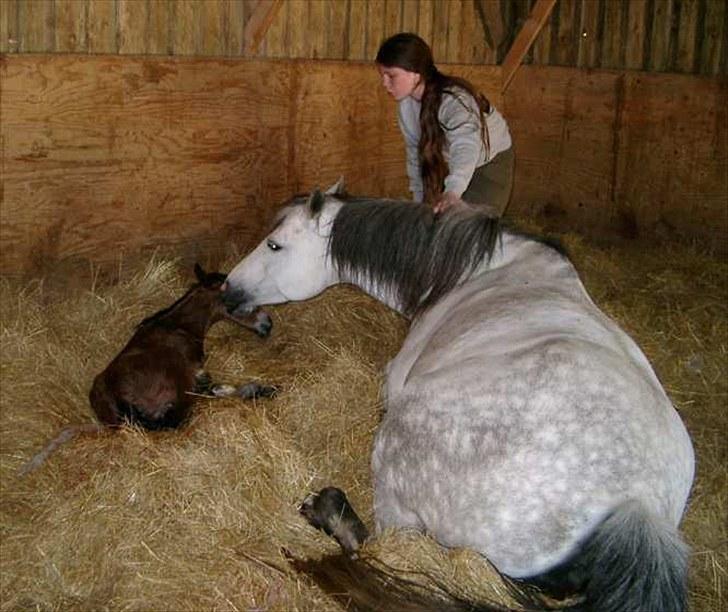 Connemara HYLDENS PRIMULA billede 23