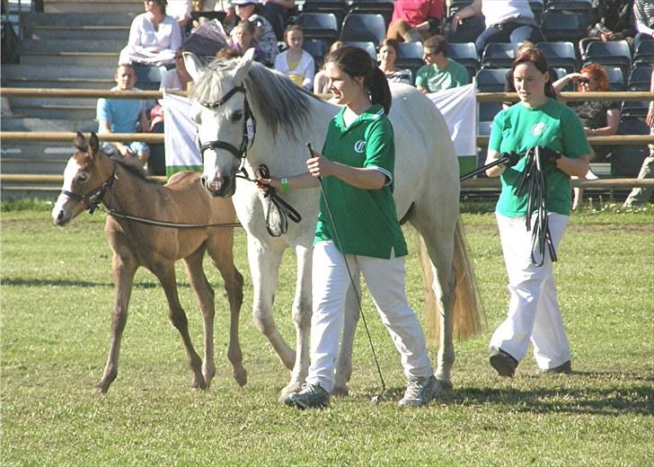 Connemara BREDEMADGÅRDS CILLA billede 2