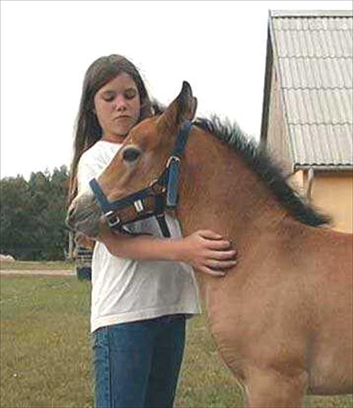 Connemara BREDEMADGÅRDS CILLA billede 3