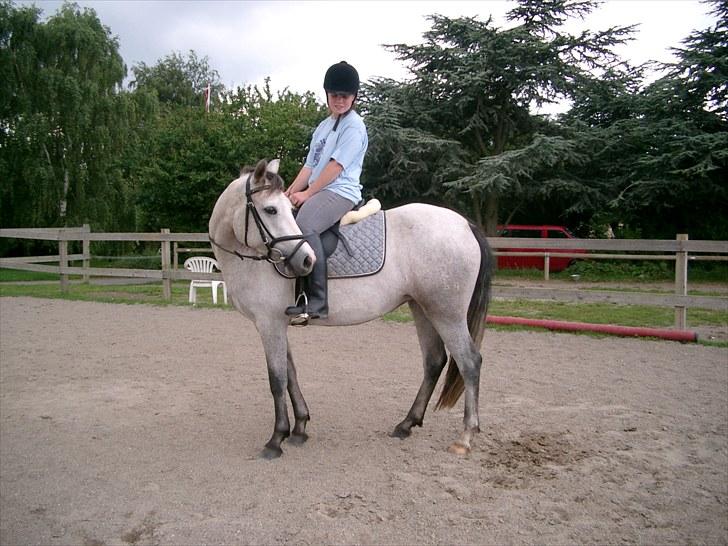 Connemara BREDEMADGÅRDS CILLA billede 4