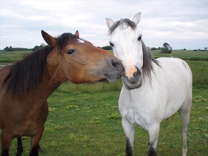 Connemara BREDEMADGÅRDS CILLA billede 5