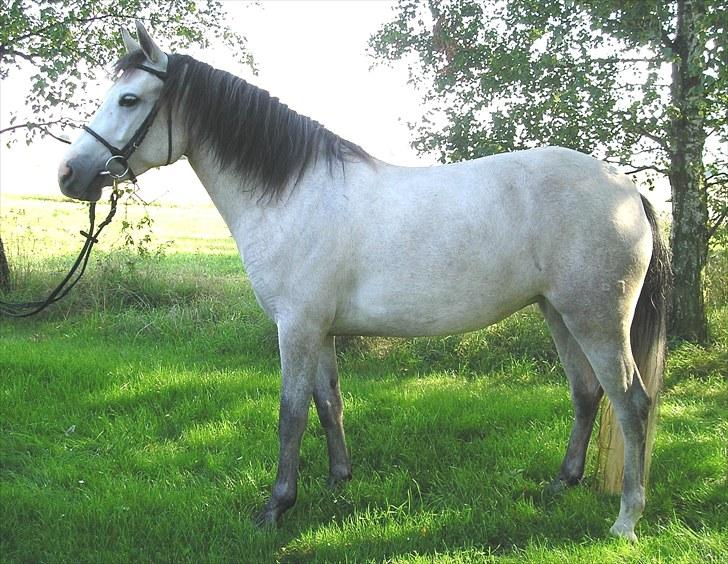 Connemara BREDEMADGÅRDS CILLA billede 6