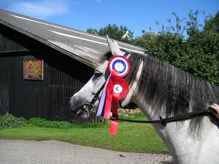 Connemara BREDEMADGÅRDS CILLA billede 7