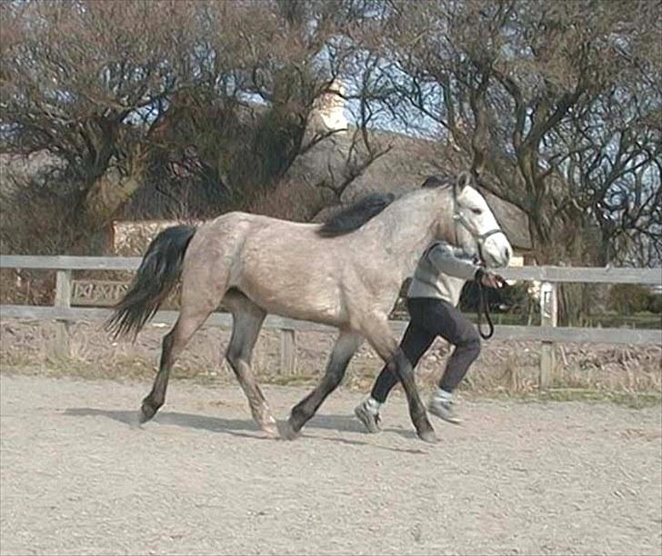 Connemara BREDEMADGÅRDS CILLA billede 8