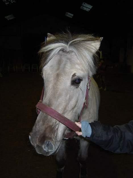 Anden særlig race Shiva - Hejsa...-Jeg hedder Shiva...  :O))) billede 2