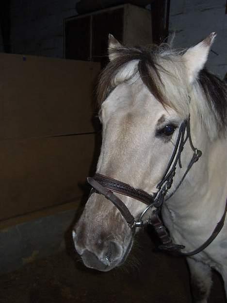 Anden særlig race Shiva - Shiva... billede 6