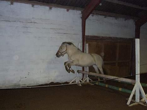 Anden særlig race Shiva - Løsspring....-det er meget sjovt...  :D billede 10