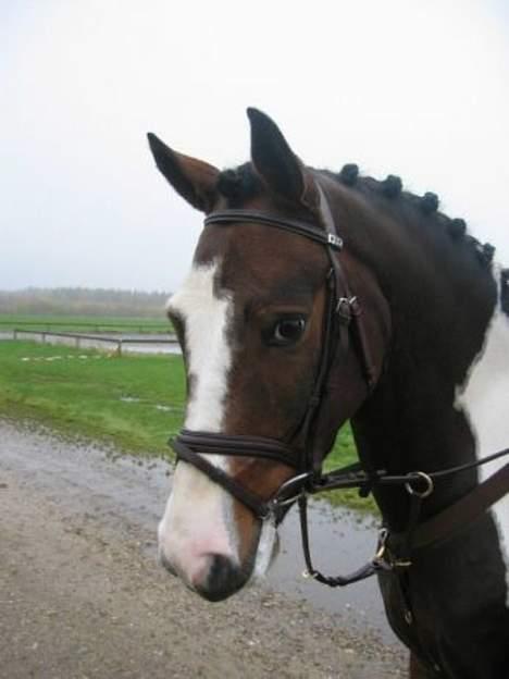 Pinto Fredslunds Complet solgt - Flot billede ikk. Det er fra vores 1. stævne, og han er 5 år her. billede 2