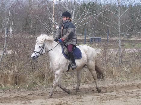 Anden særlig race Lotte *Død* - fin trav ikke hun er bare så sød. billede 6