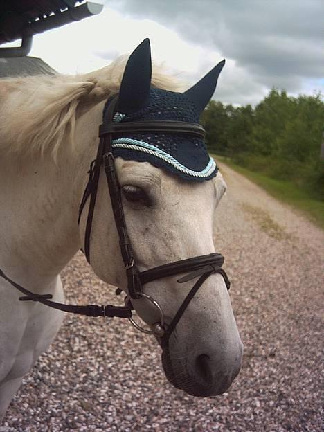 Anden særlig race Lotte *Død* - Lotte med hendes nye hut. er hun ikke flot billede 7