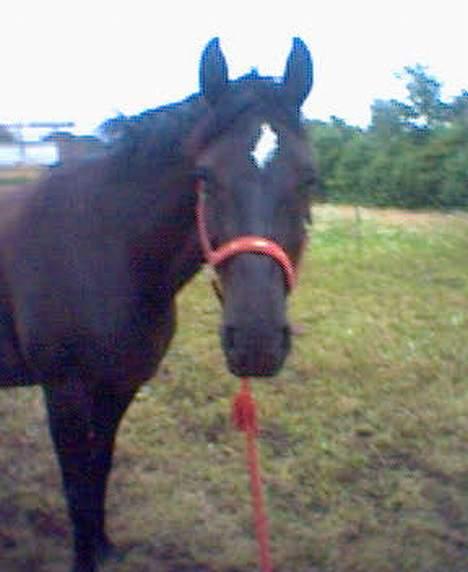 Dansk Varmblod Scarlet - Smukke Scarlet billede 10