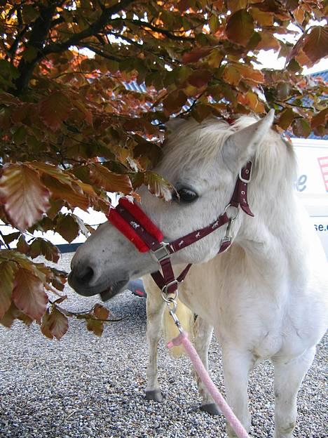 Anden særlig race Lotte *Død* - lotte med det flotte hovde billede 8