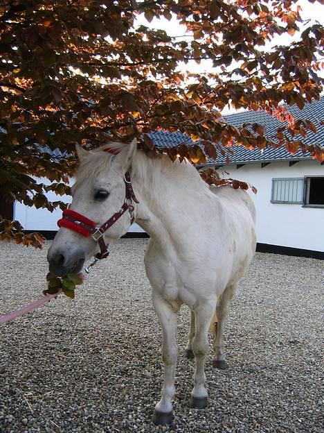 Anden særlig race Lotte *Død* - her er vi igen billede 10