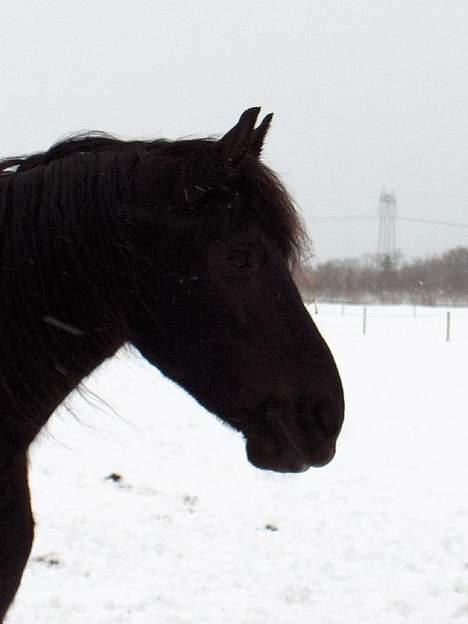 Frieser Jewaline - Jewaline i Februar 2005 billede 8