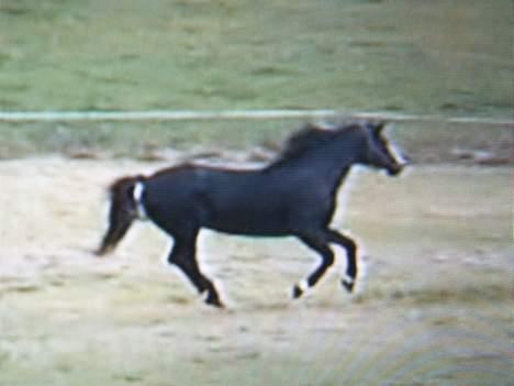 Trakehner Katuska/ †aflivet† - galop hen over ingen...!!! Wee billede 10