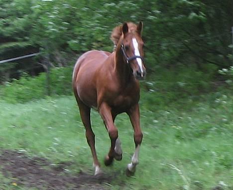 Traver Simon Langkjær - simon 23 maj 06 på fold. billede 1