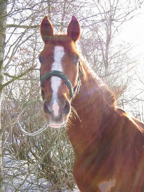 Traver Simon Langkjær - llille simon..4/3-05 billede 5